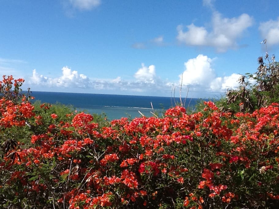 Bougainvillea sea view.