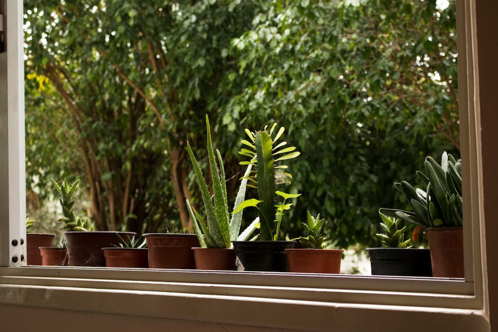 A beautiful and quiet neighborhood and a house surrounded by trees and plants!