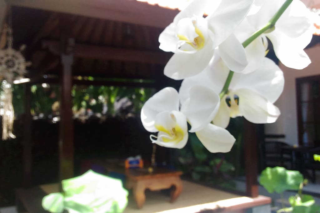 Garden view