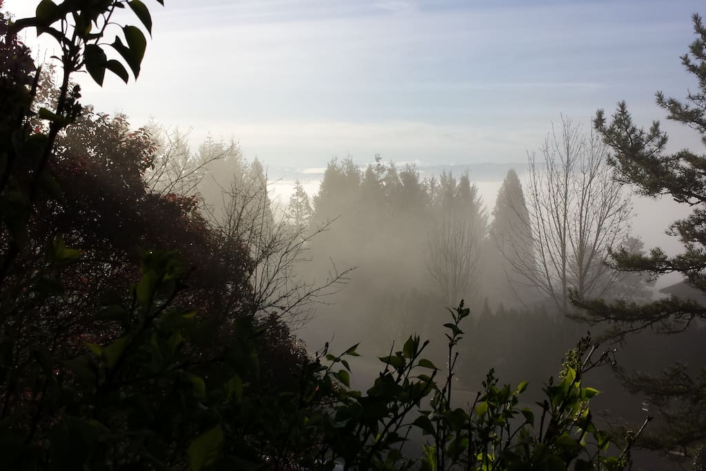 Beautiful foggy morning from front deck.
