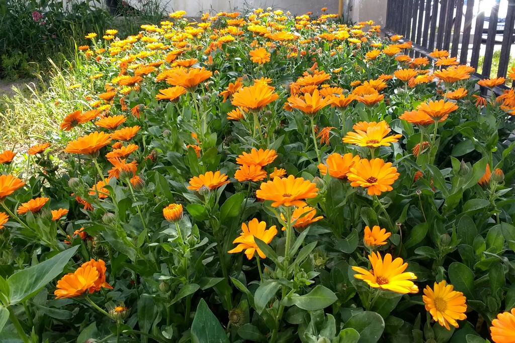 las caléndulas de nuestro jardín. our garden full of blossoms.