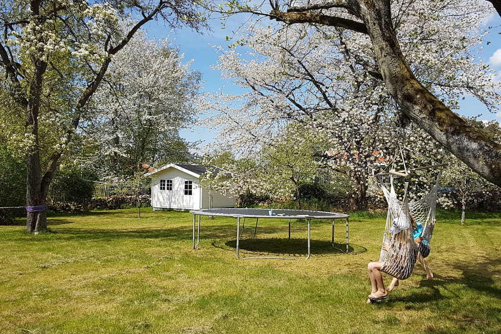 Large garden with fruit trees