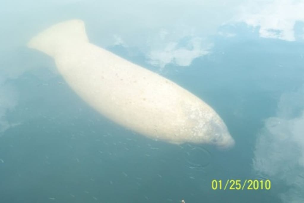 Manatee at Dock
