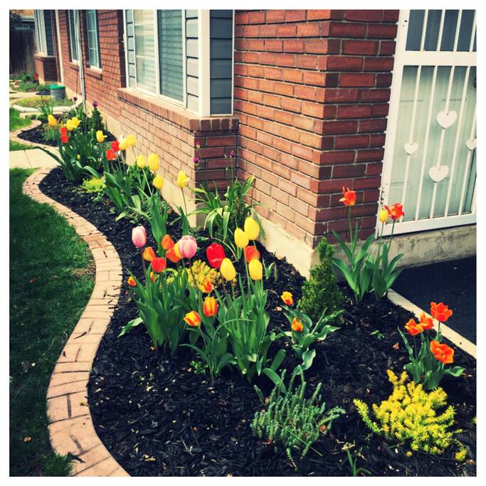 Outside of the house during full-bloom, late springtime
