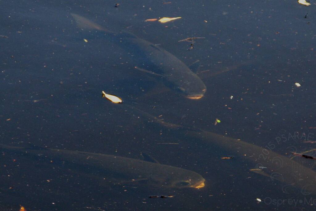 Lunch time for the Mullet in the canal. The tide brings in manatees, red fish and blue crabs. Fish from your own private dock.