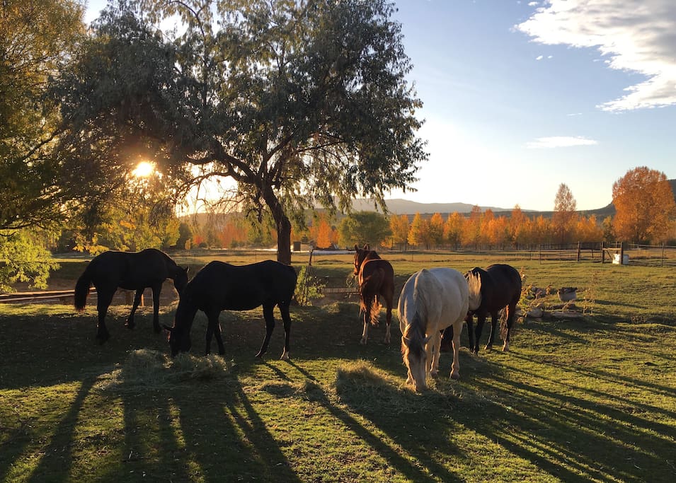 Horses grazing by pond