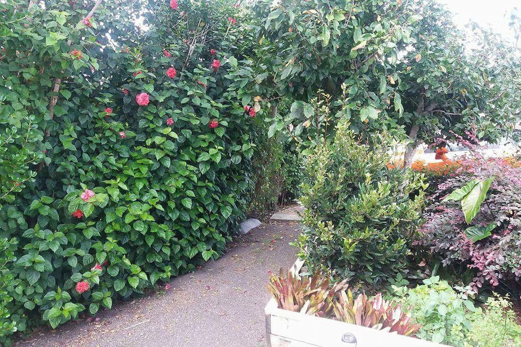 front garden veiw