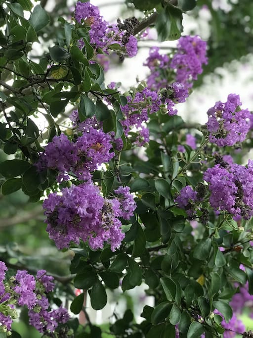 Right outside your window, you will have a beautiful view of our purple crepe myrtles. We have four crepe myrtles around the property - two purples and two crimson reds.