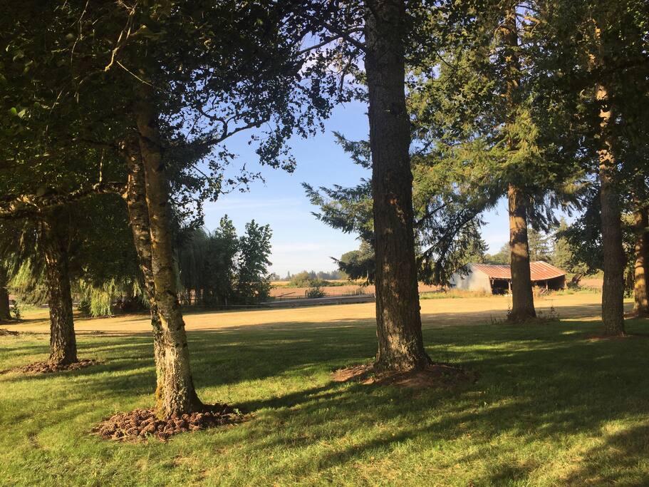 Spots in the trees perfect for hammocks or setting up your own camp site!