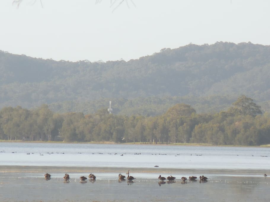 Enjoy watching all the changing bird life. The black swans are particularly stunning.
