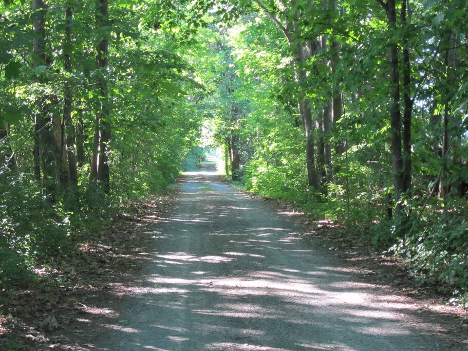 Treed lane way to farm house.