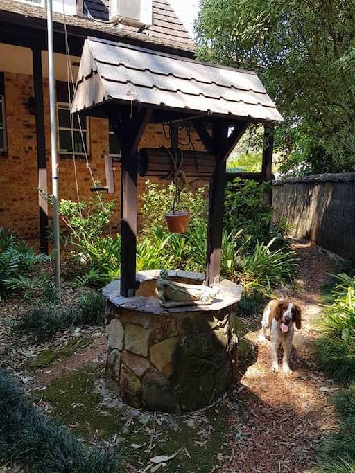 Resident Daisy by the well.