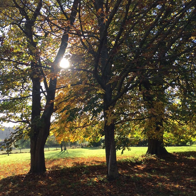 The garden is beautiful all year round - plenty of space for children to run around