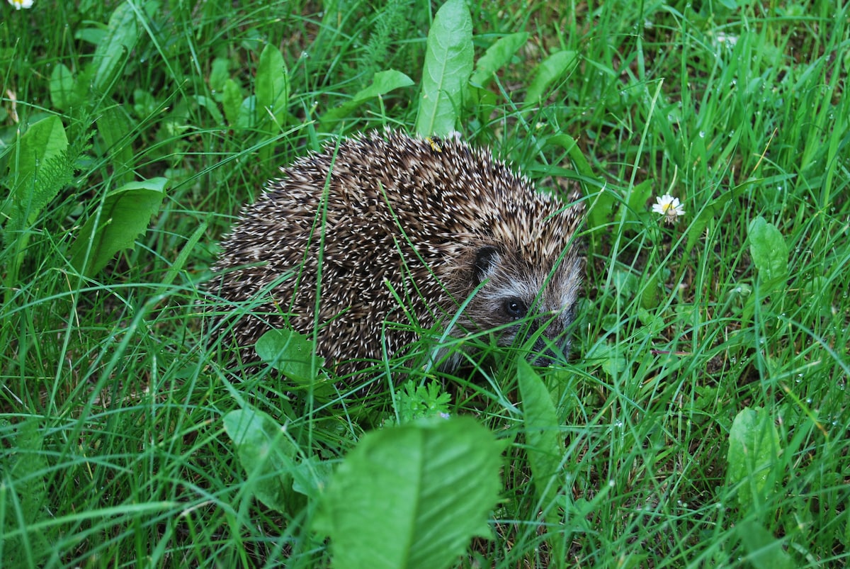 A hedgehog is seen exploring a lush green area, surrounded by tall grass and scattered wildflowers. Its spiny back contrasts with the vibrant foliage, while delicate leaves frame the scene, adding depth and texture to the natural habitat.