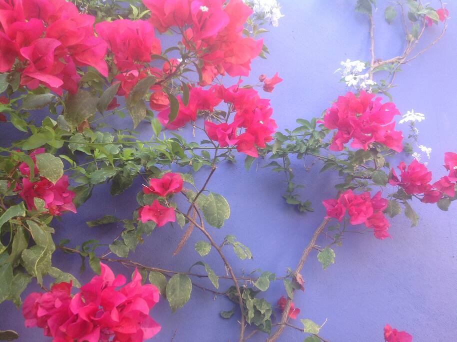 Bugambilia, an explosion in color