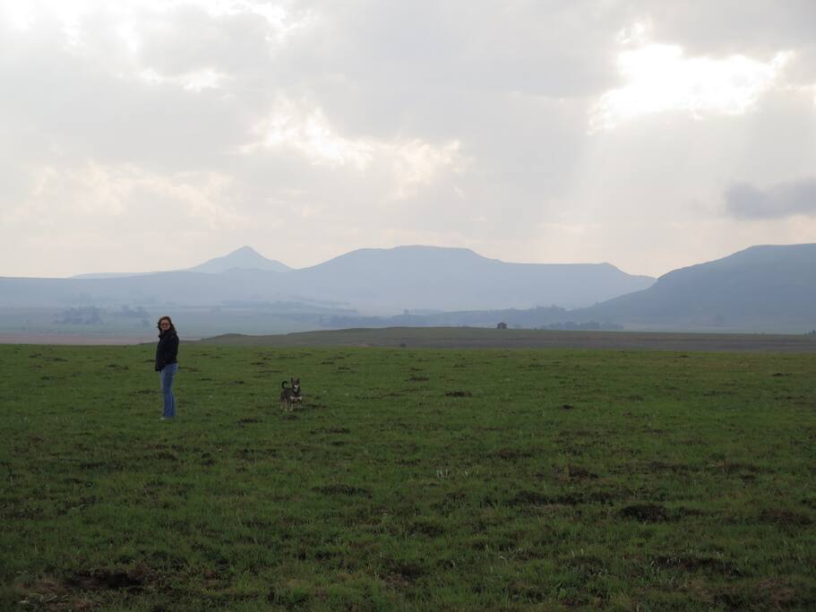 Walk the dogs