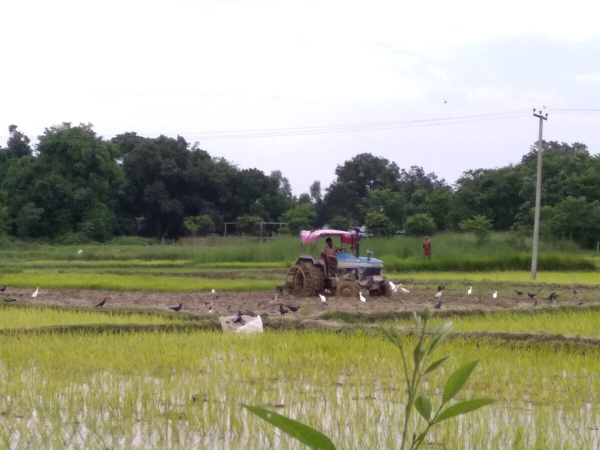 A blue tractor is seen working in green rice fields, with various birds foraging nearby. Lush vegetation and trees line the background, creating a serene rural landscape. The sky is partly cloudy, enhancing the peaceful ambiance of the agricultural scene.