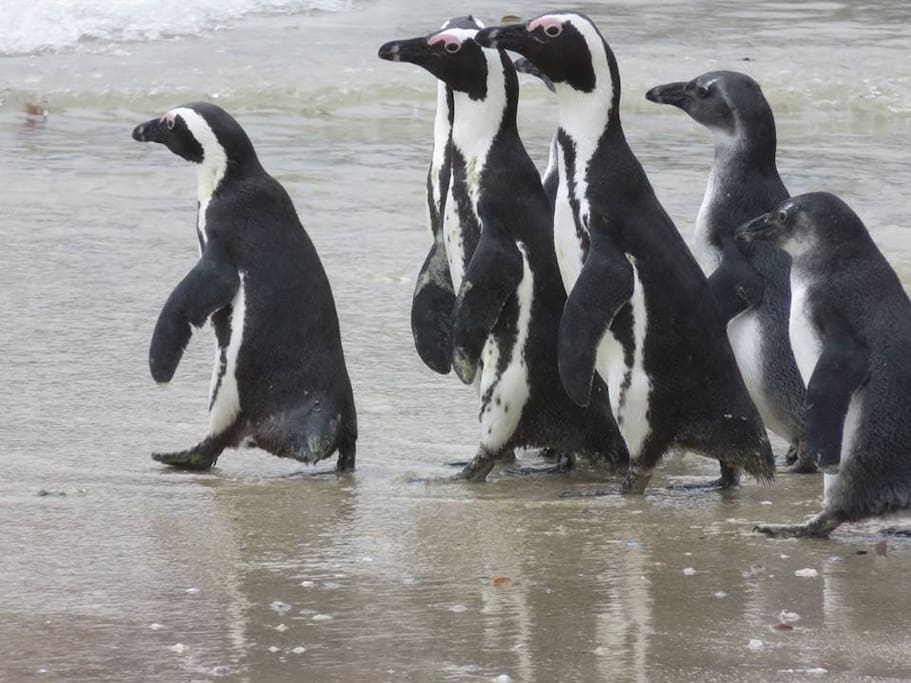 Endangered African Jackass penguin colony 5 minutes walk away.