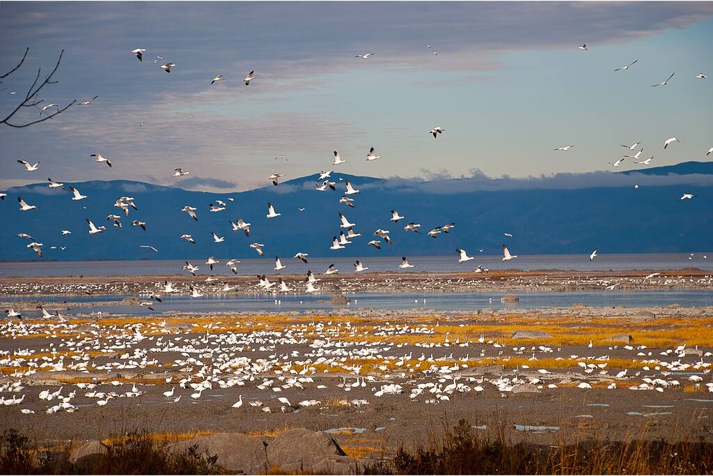 Les oies en saison
