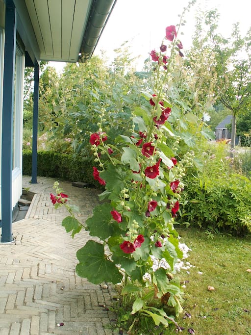 De tuin heeft een natuurlijke uitstraling met stokrozen, kaardenbollen en grassoorten.