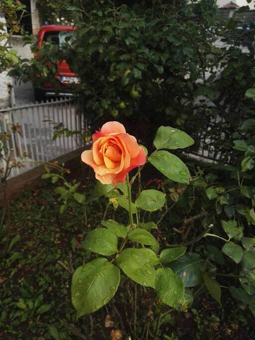 A rose from the garden