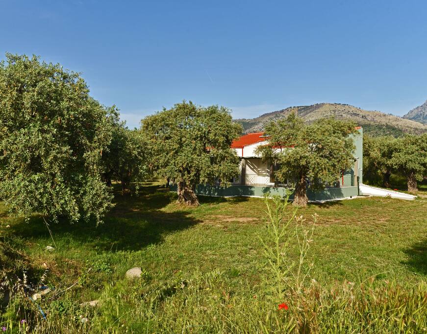 Φυσικό περιβάλλον χωρίς παρεμβάσεις μέσα σε υπεραιωνόβιες ελιές.