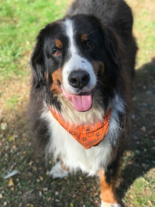 This is Burton(Burt) my 10 year old Berner! Burt is a sweet fella who really is in charge!