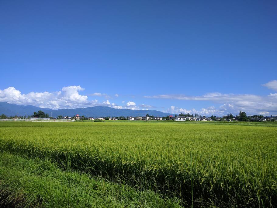 View from my garden. Rice field and river. 庭の横には水路と田んぼ。水音が心地よいです。