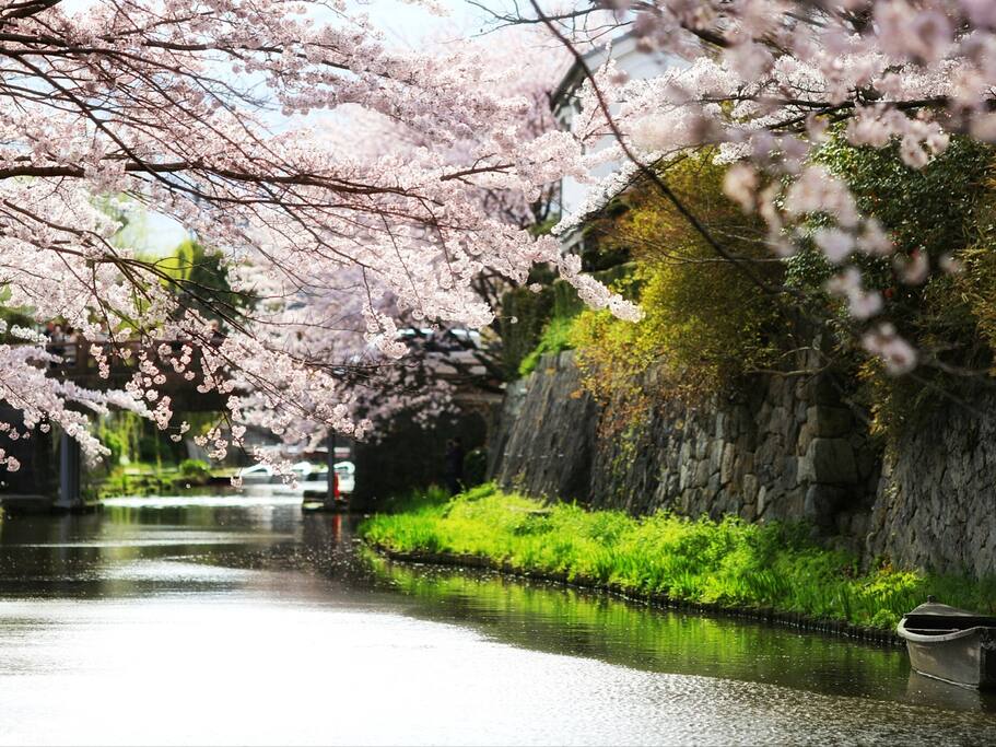 京都郊外的迷人时光 在粉色花海里骑车 日本旅游攻略 尽在airbnb爱彼迎