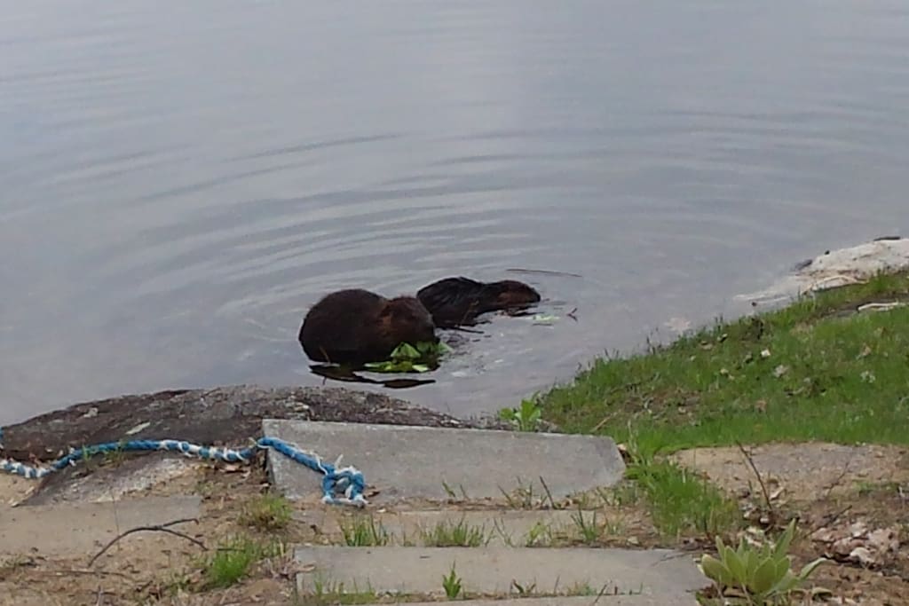 Friendly Beavers on Lac Castor!