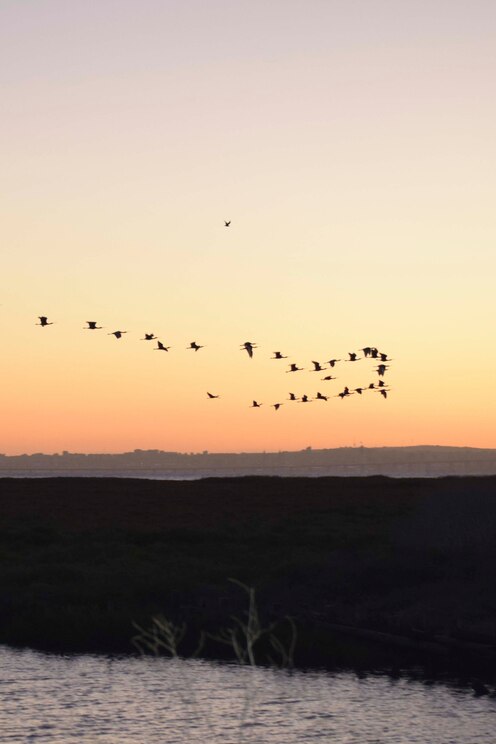 Show full-screen, host-provided image