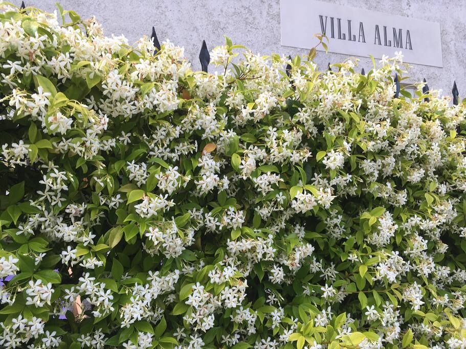 Villa Alma gelsomino