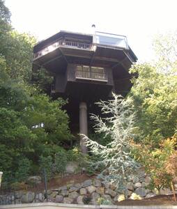 Saul Zaik Treehouse!