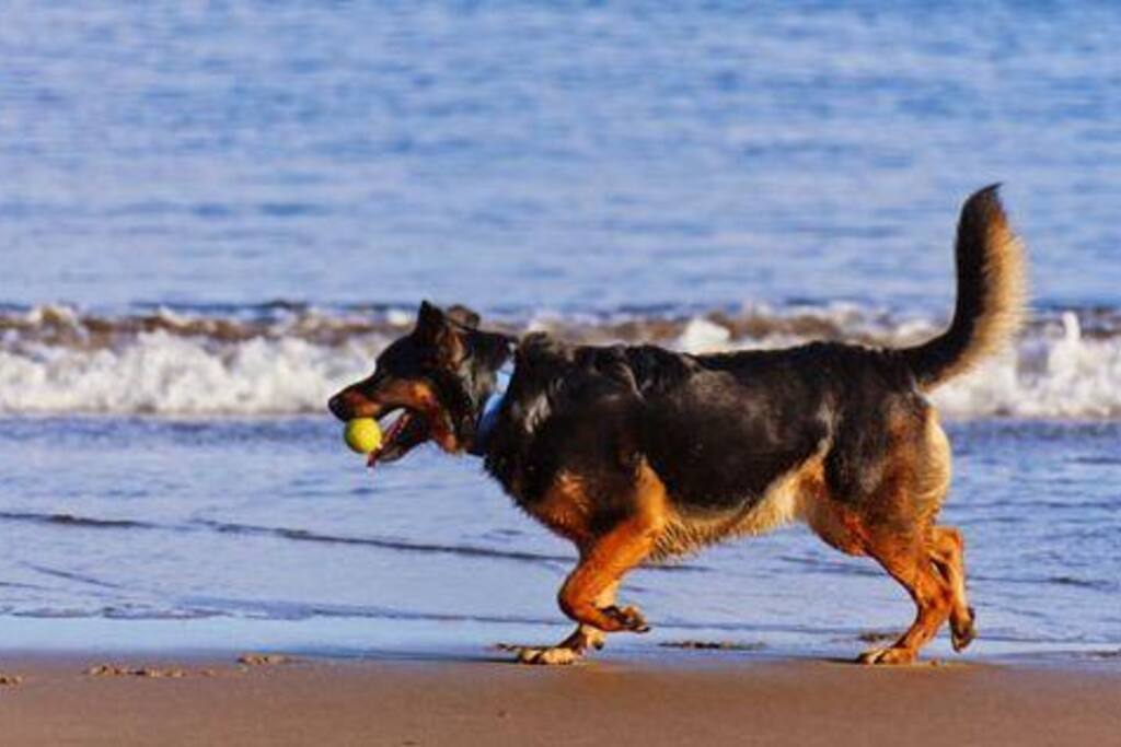Ferien auf Sylt –
mit Hund noch viel schöner!
Wir vermieten unsere gemütliche 2-Zimmerwohnung in ruhiger Lage auf Sylt gern an Menschen, für die ein Urlaub ohne Hund auch nix is’!
• Lage: Braderup – direkt an Braderuper Heide, Weißem Kliff und Wattenmeer gelegen – wunderbar für ausgedehnte Spaziergänge,
1 km bis Wenningstedt
• Wohnung „Sylter Heide“: Erdgeschoss, 38 m², für 1 - 2 Personen
+ 1 Hund, mit Süd-West-Sonnenterrasse und großer Wiese für herrliche Entspannung
• Preise: Je nach Saison: 50 bis 75 €/Tag
Einzelheiten unter: www.appartement-schmitz.de >> Braderup