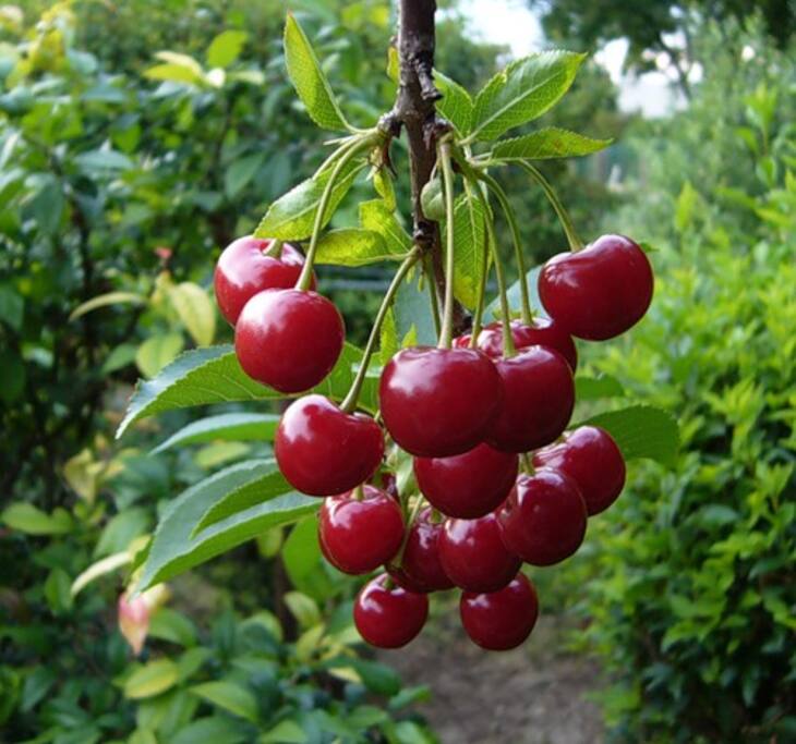 fruit trees near the house and berries