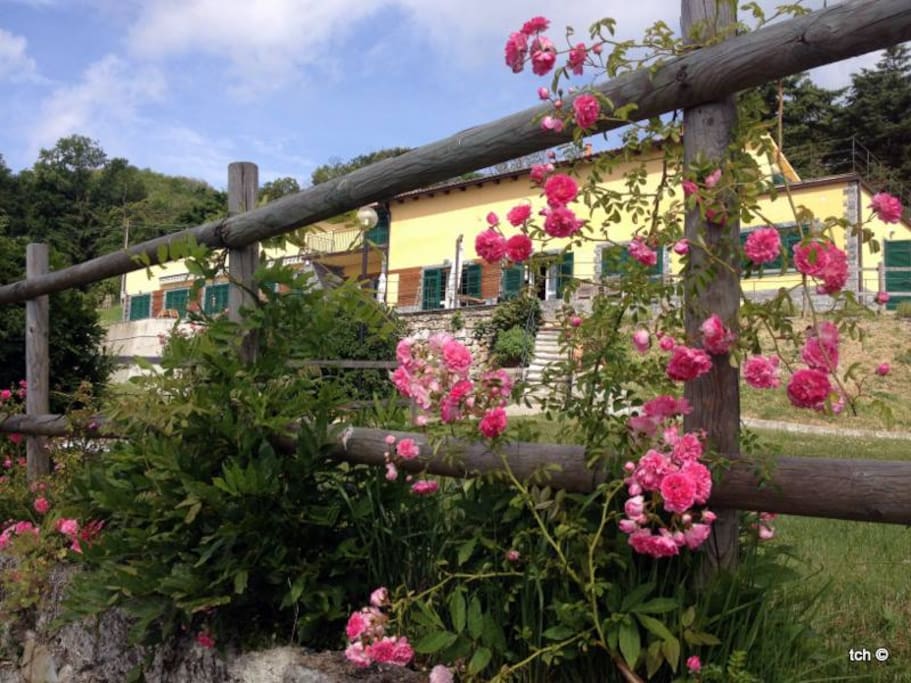 garden and terrace