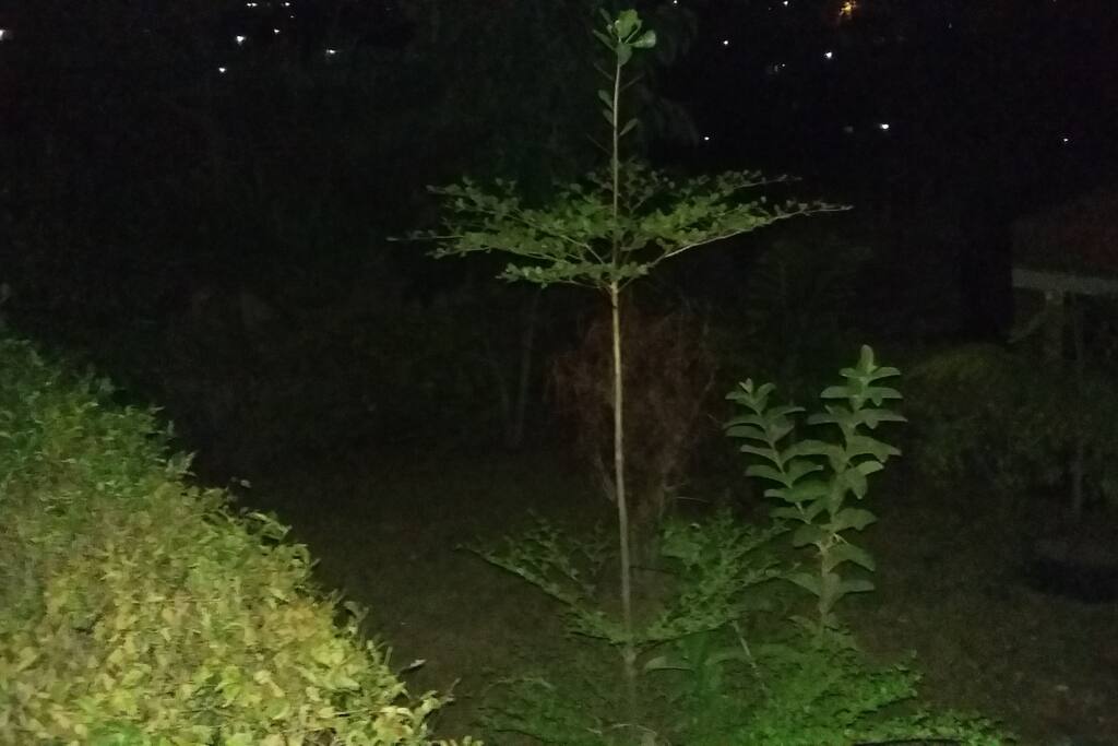 That is the small garden in front of my house. A cool place to relax or even pitch a camping tent