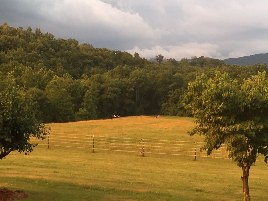 Natural colors of summer in our farm