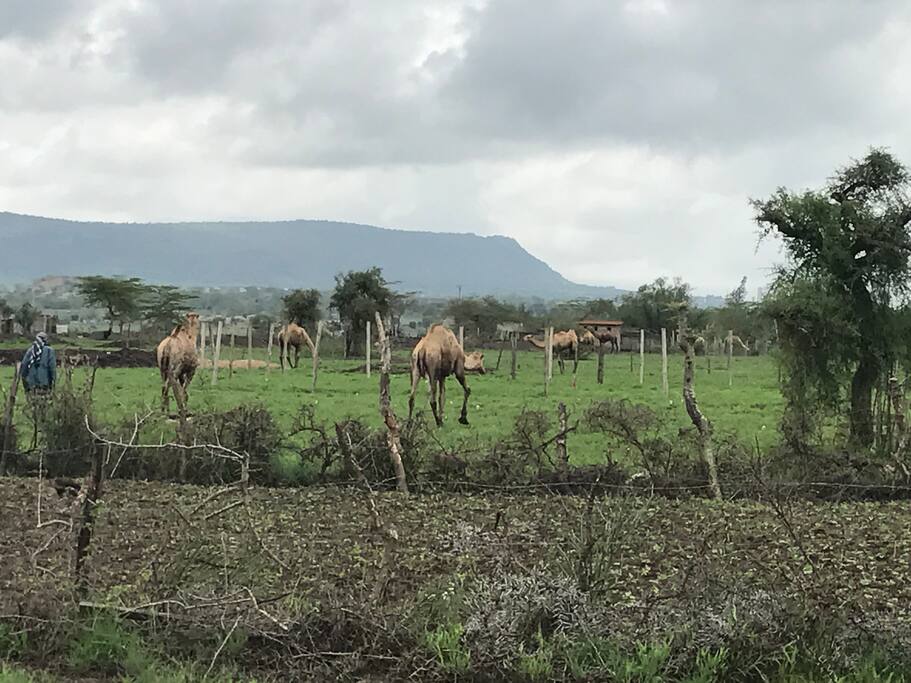 Camels grazing