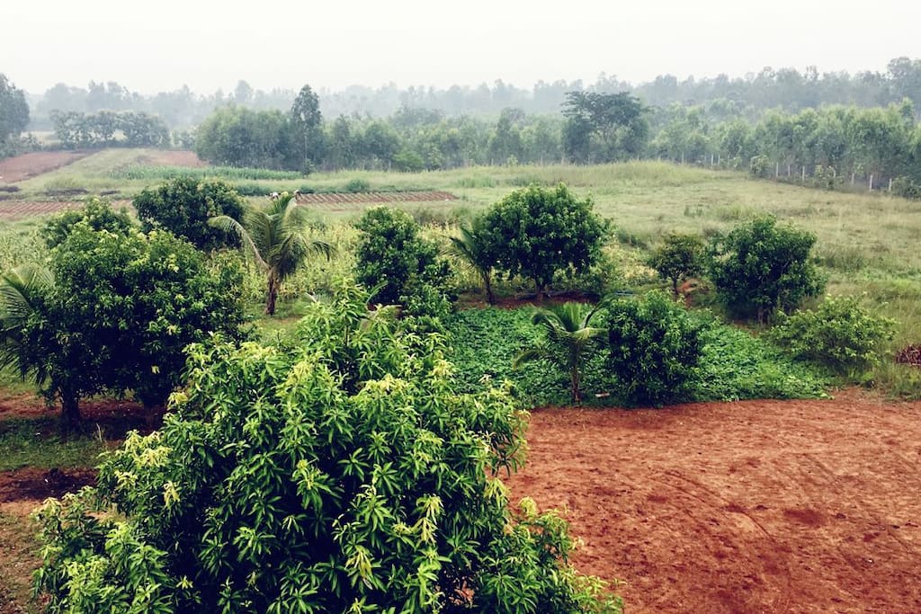 This is your mornings of colour, air, sound and tea.