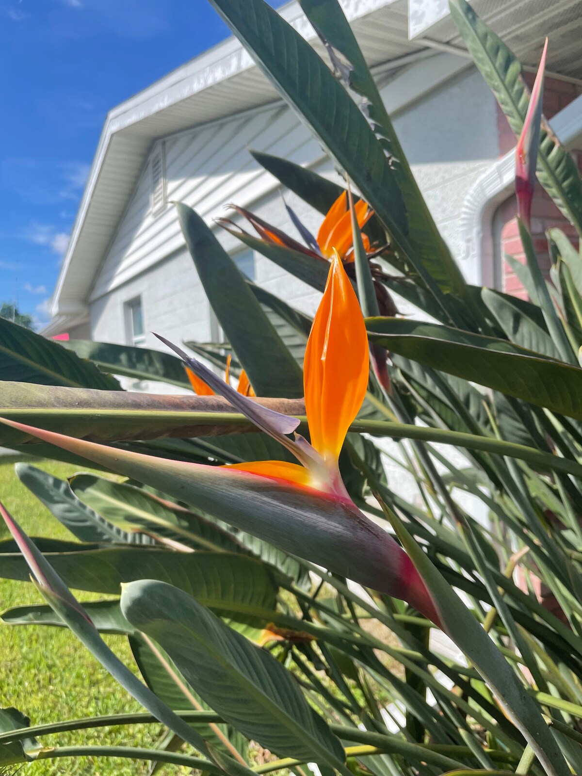 Ormond Oasis Retreat