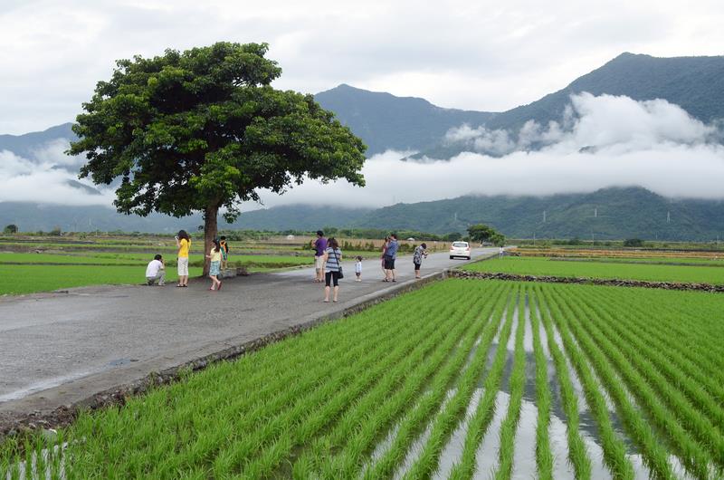 A scenic view features lush green rice paddies bordered by a quiet road. A large tree stands prominently, offering shade to visitors. In the background, mountains rise beneath a layer of clouds, creating a peaceful rural landscape.