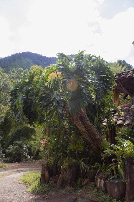 Las plantas que con sus raíces protegen la casa