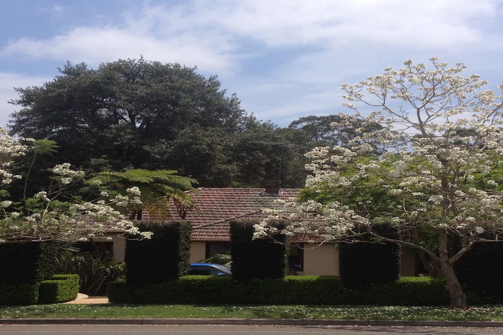 Front of house with white Jacaranda's