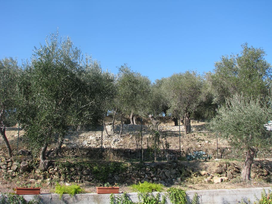 gli ulivi