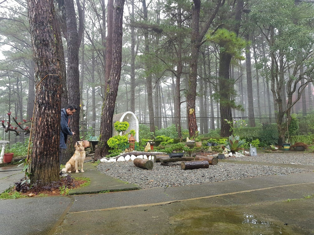 A serene outdoor area is surrounded by tall pine trees, featuring a stone fire pit and a circular arrangement of smooth stones. A pathway leads through the greenery, with various plants and decorative elements placed around. A dog sits calmly beside a person leaning against a tree.