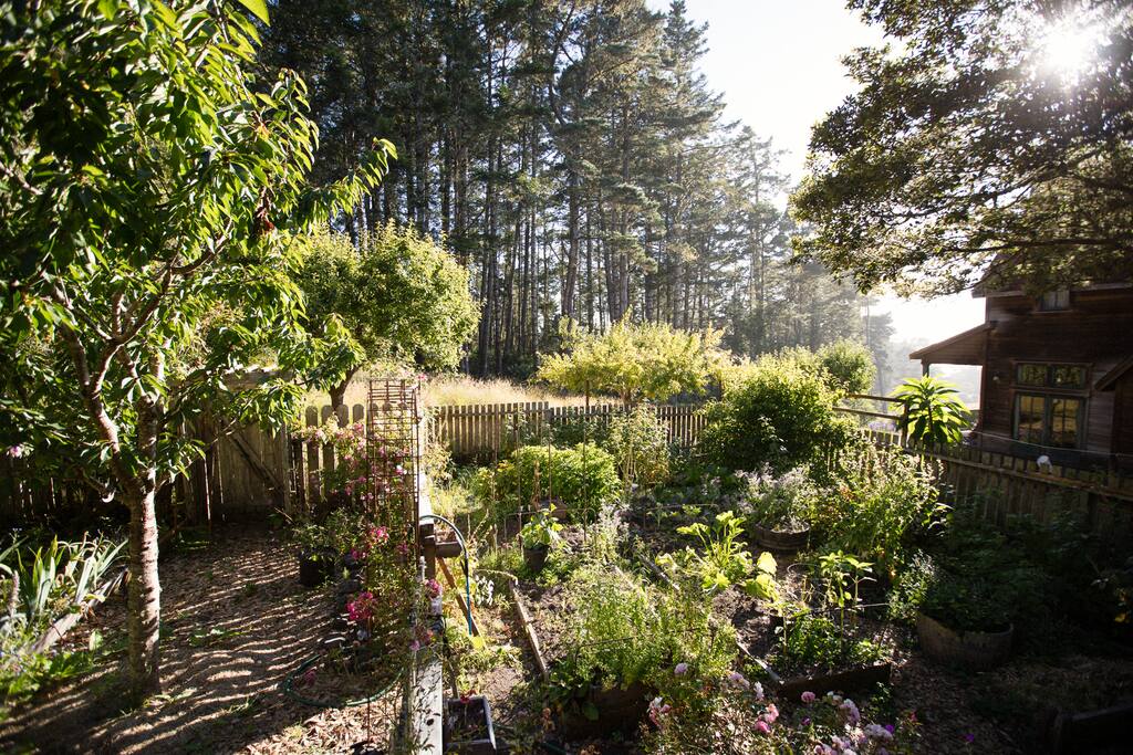 View of the garden