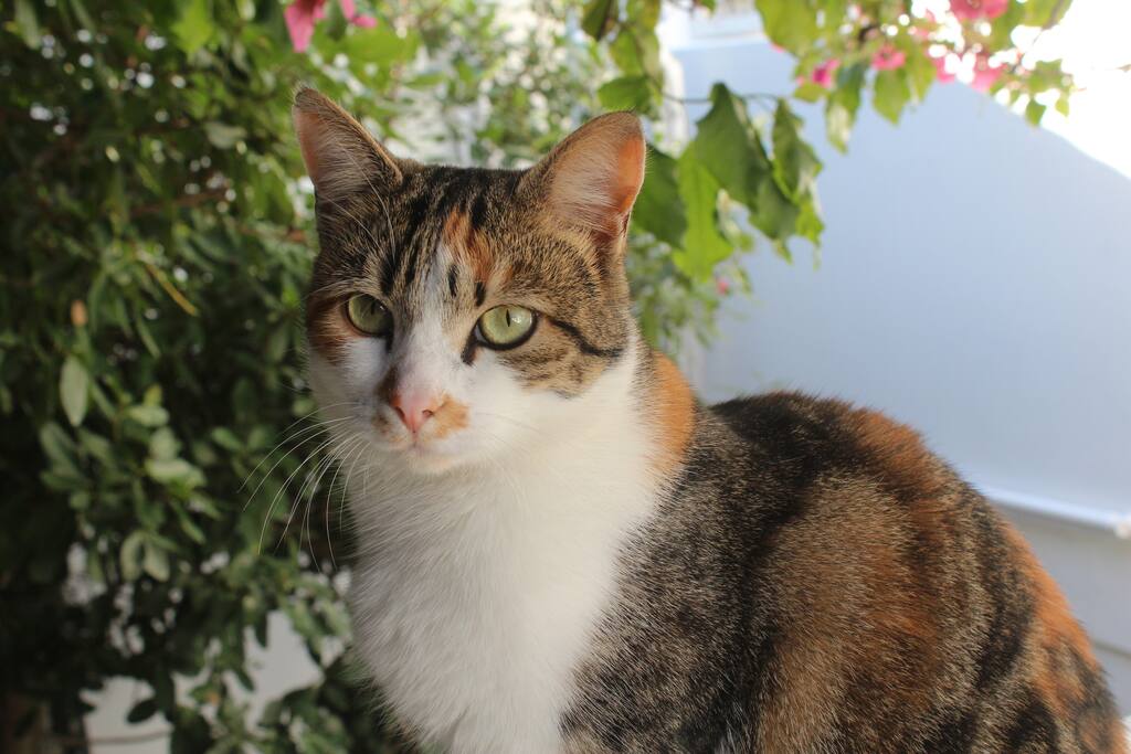 We have a cat. !