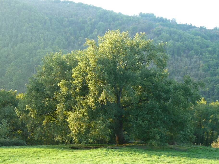 Auguste le chêne, gardien des lieux et de ses hôtes.