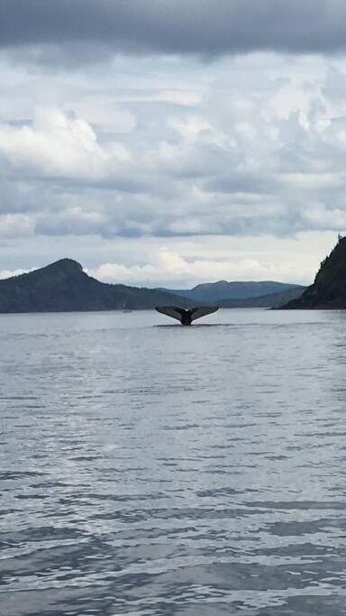 Diving Humpback